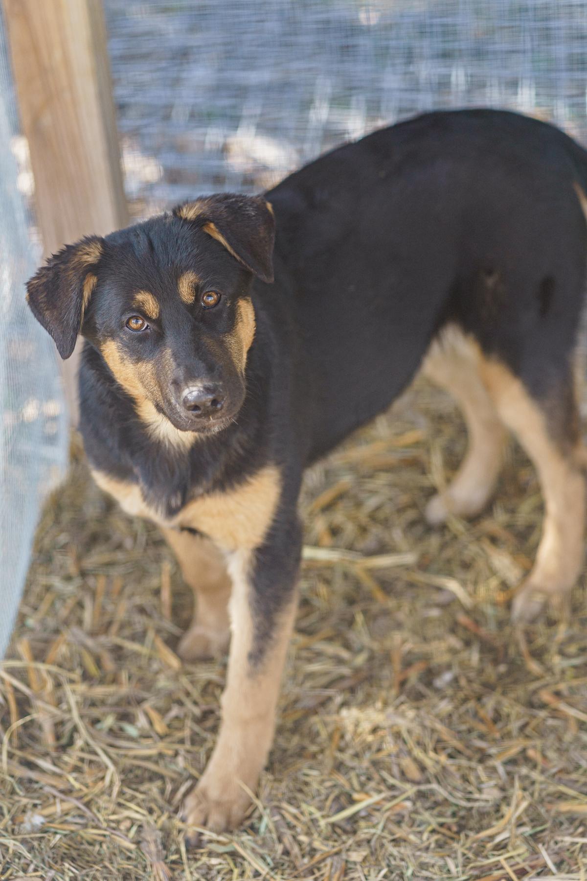 Enlarge Reba, a Adoptable mixed breed in LAMPASAS, TX image 1/4