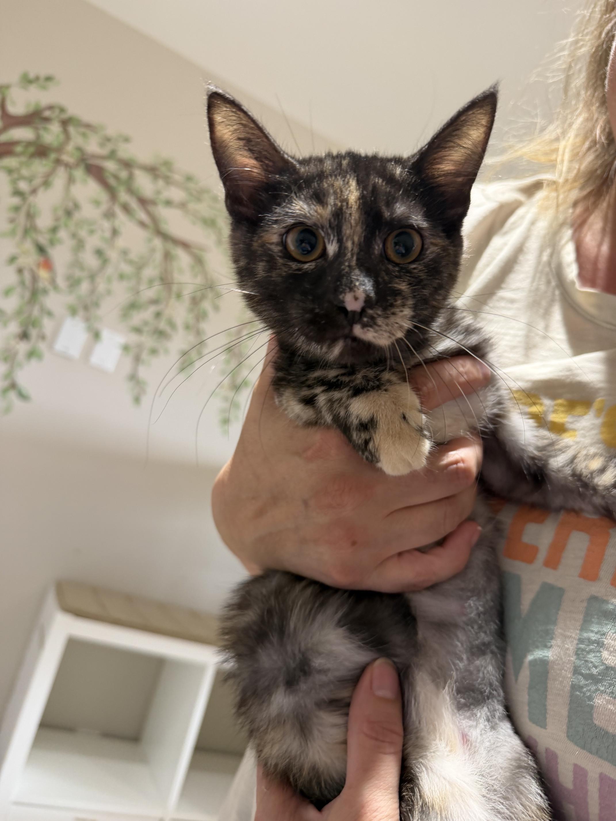 Sneezy, ADOPTABLE, Young Female Domestic Short Hair.