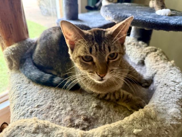 Pinky, a Adoptable Domestic Short Hair in Fort Worth, TX image 2/5