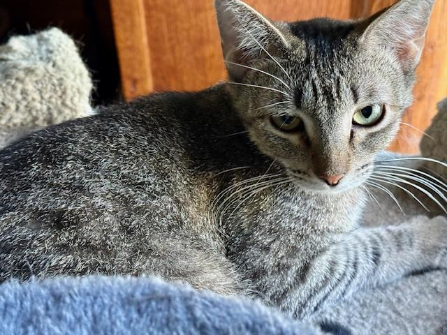 Pinky, Adoptable, Young Female Domestic Short Hair.