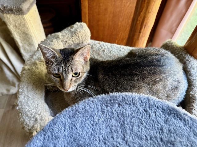 Pinky, a Adoptable Domestic Short Hair in Fort Worth, TX image 4/5