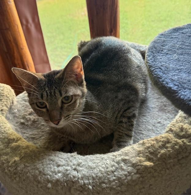 Pinky, a Adoptable Domestic Short Hair in Fort Worth, TX image 3/5