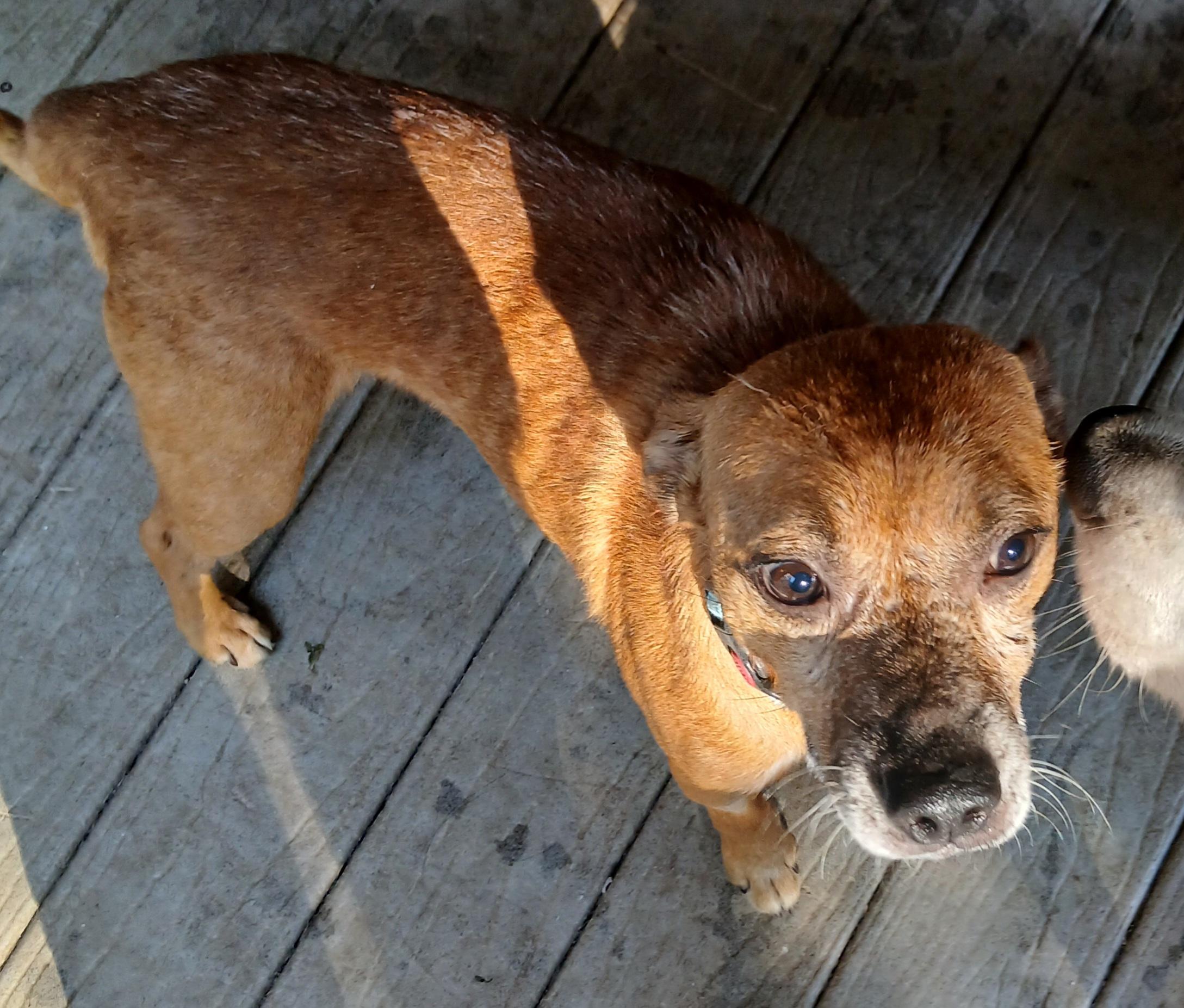 Enlarge Timothy, a ADOPTABLE mixed breed in Gardiner, NY image 2/4