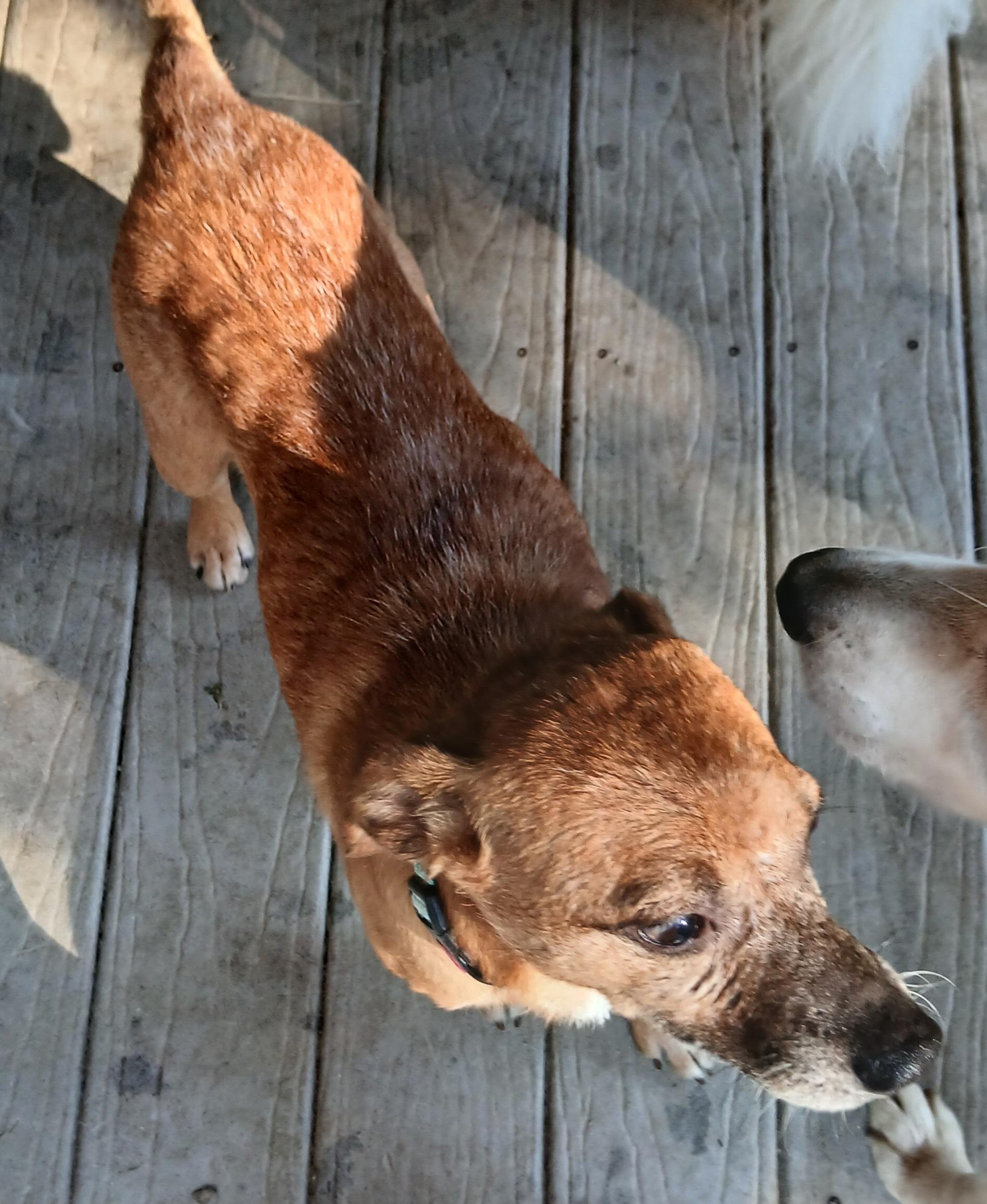 Enlarge Timothy, a ADOPTABLE mixed breed in Gardiner, NY image 3/4