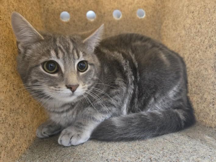 JUNO, Adoptable, Young Male Domestic Short Hair.