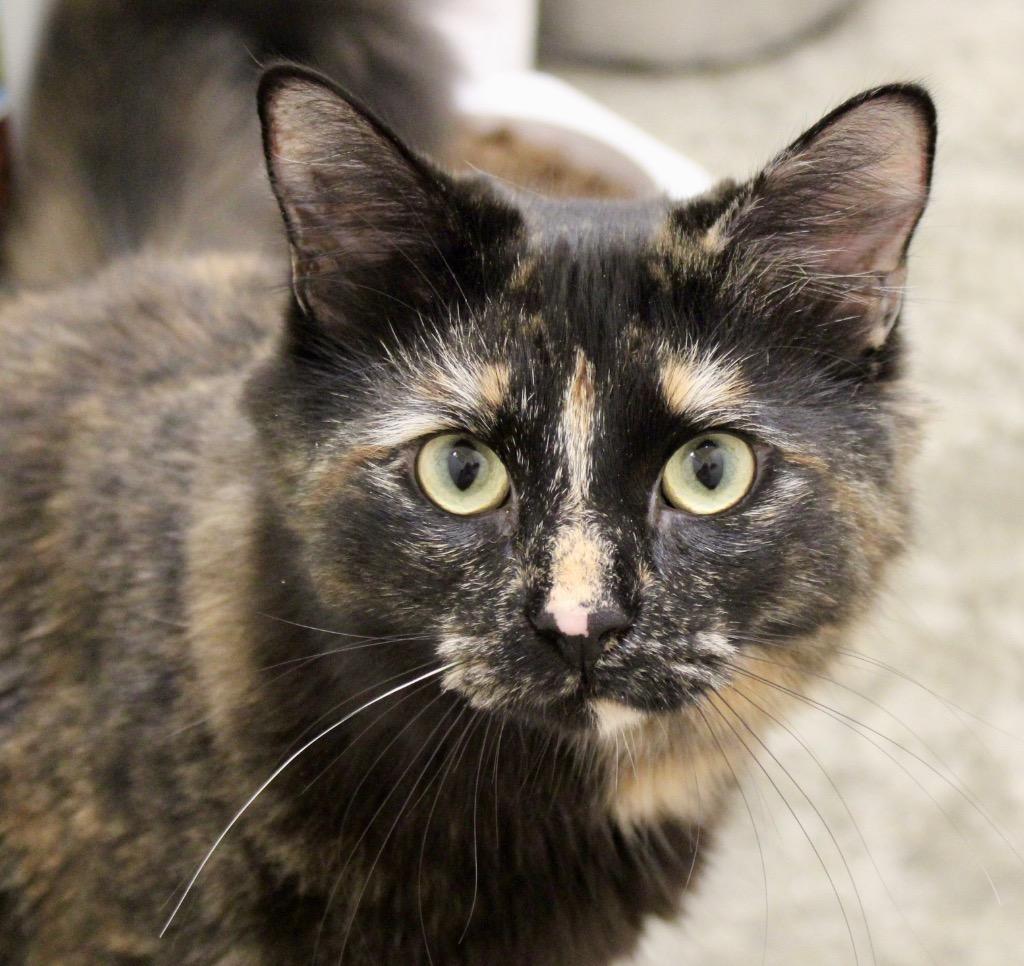 Kiawah, Adoptable, Young Female Domestic Medium Hair.