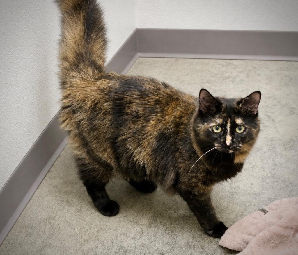 Kiawah, a Adoptable mixed breed in Clinton, SC image 2/4