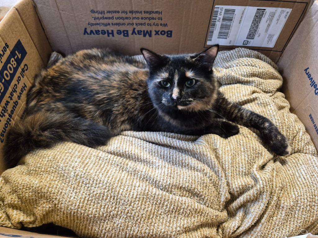 Kiawah, a Adoptable mixed breed in Clinton, SC image 3/4