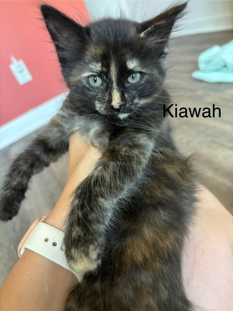 Kiawah, a Adoptable mixed breed in Clinton, SC image 4/4