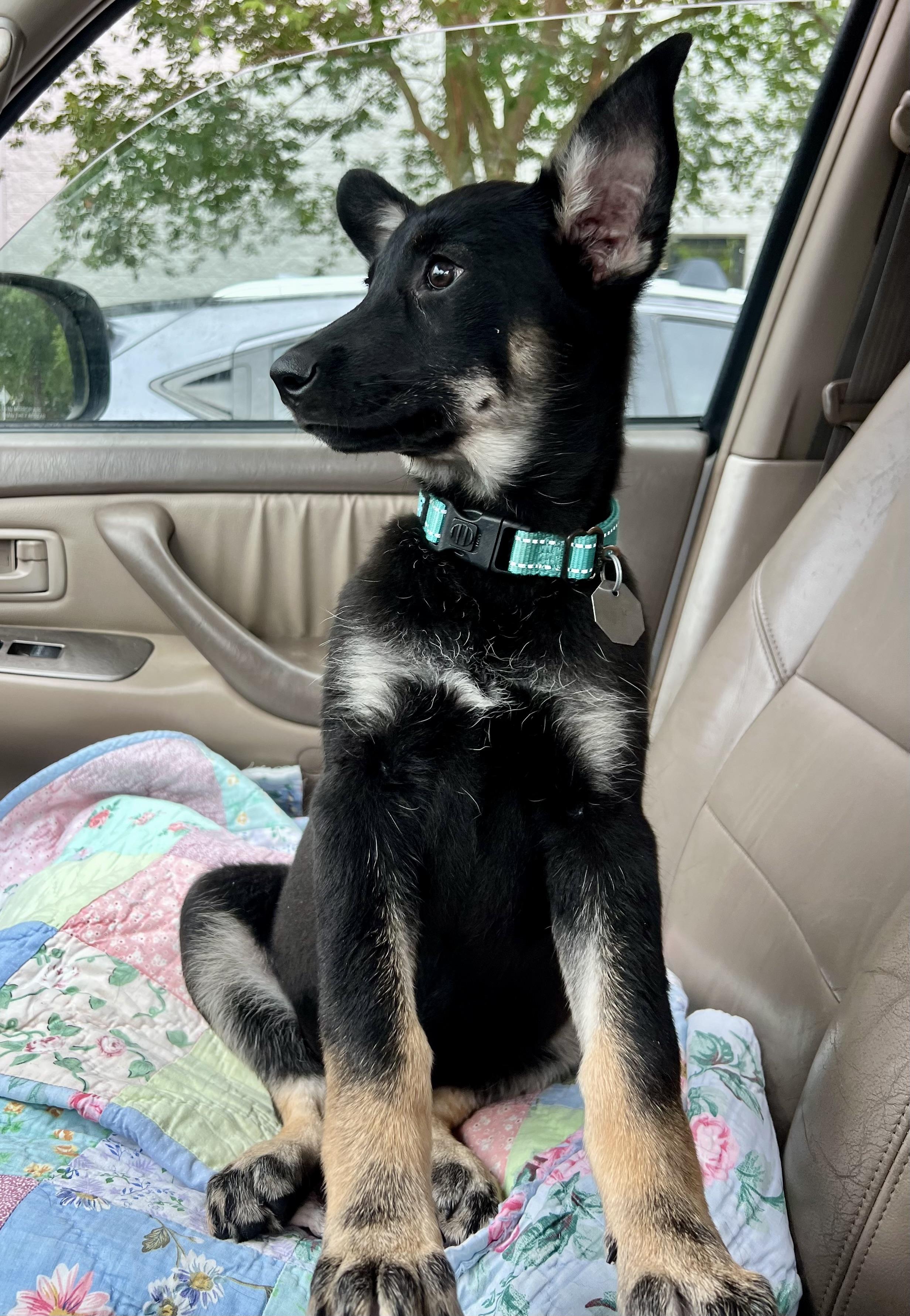 Alexis, a ADOPTABLE mixed breed in Mt Pleasant, SC image 5/6