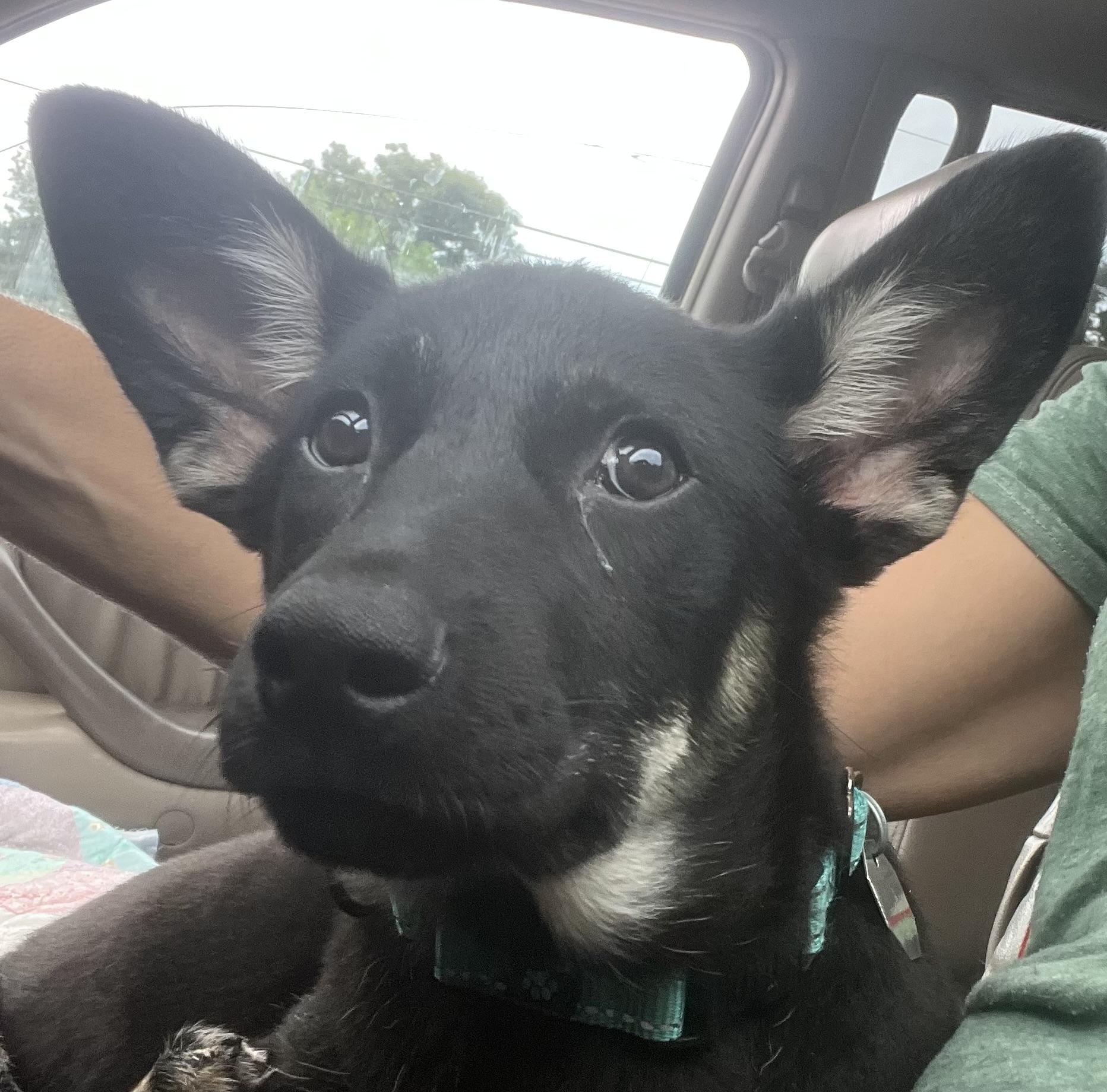 Alexis, ADOPTABLE, Puppy Female German Shepherd Dog.