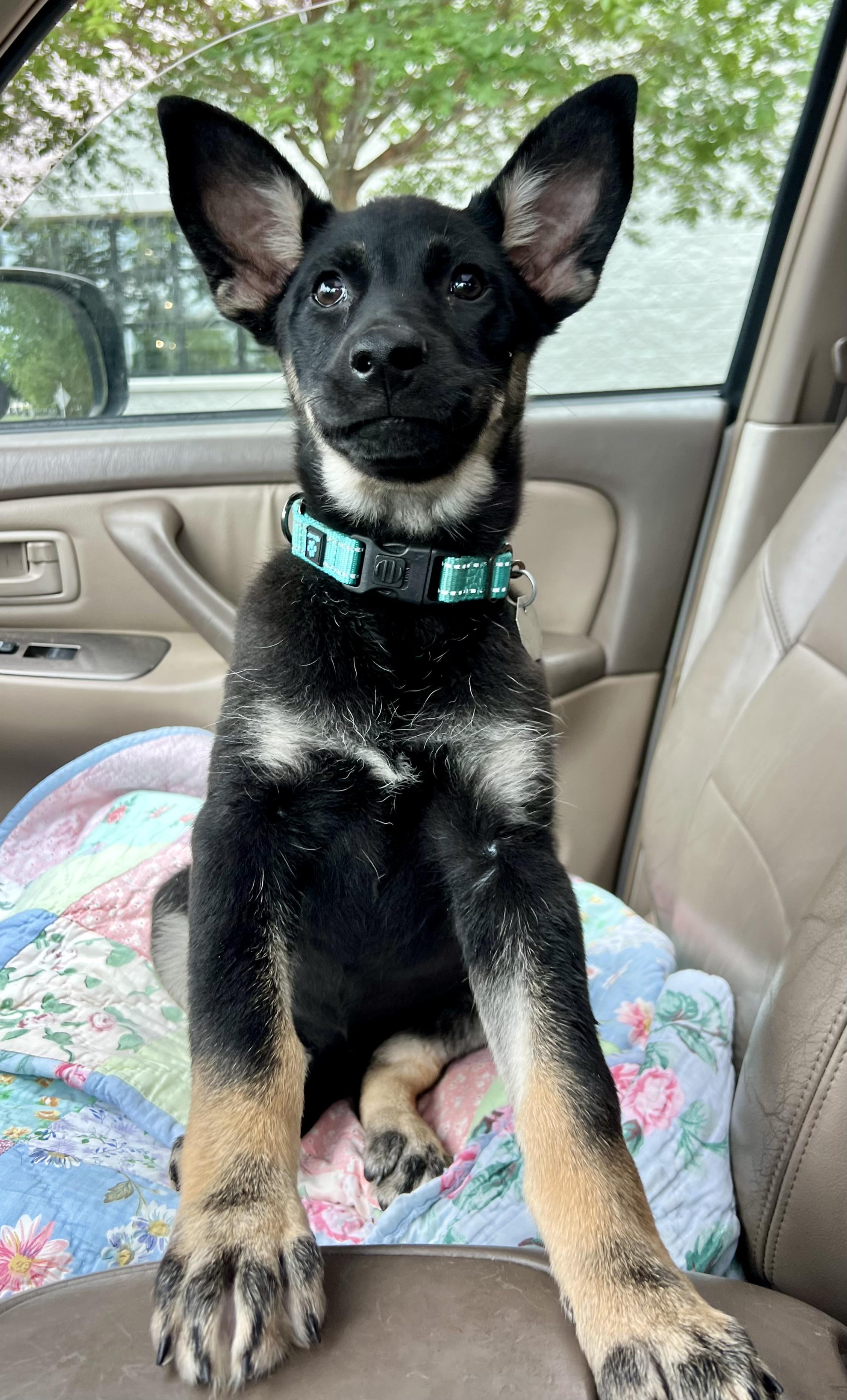 Alexis, a ADOPTABLE mixed breed in Mt Pleasant, SC image 6/6