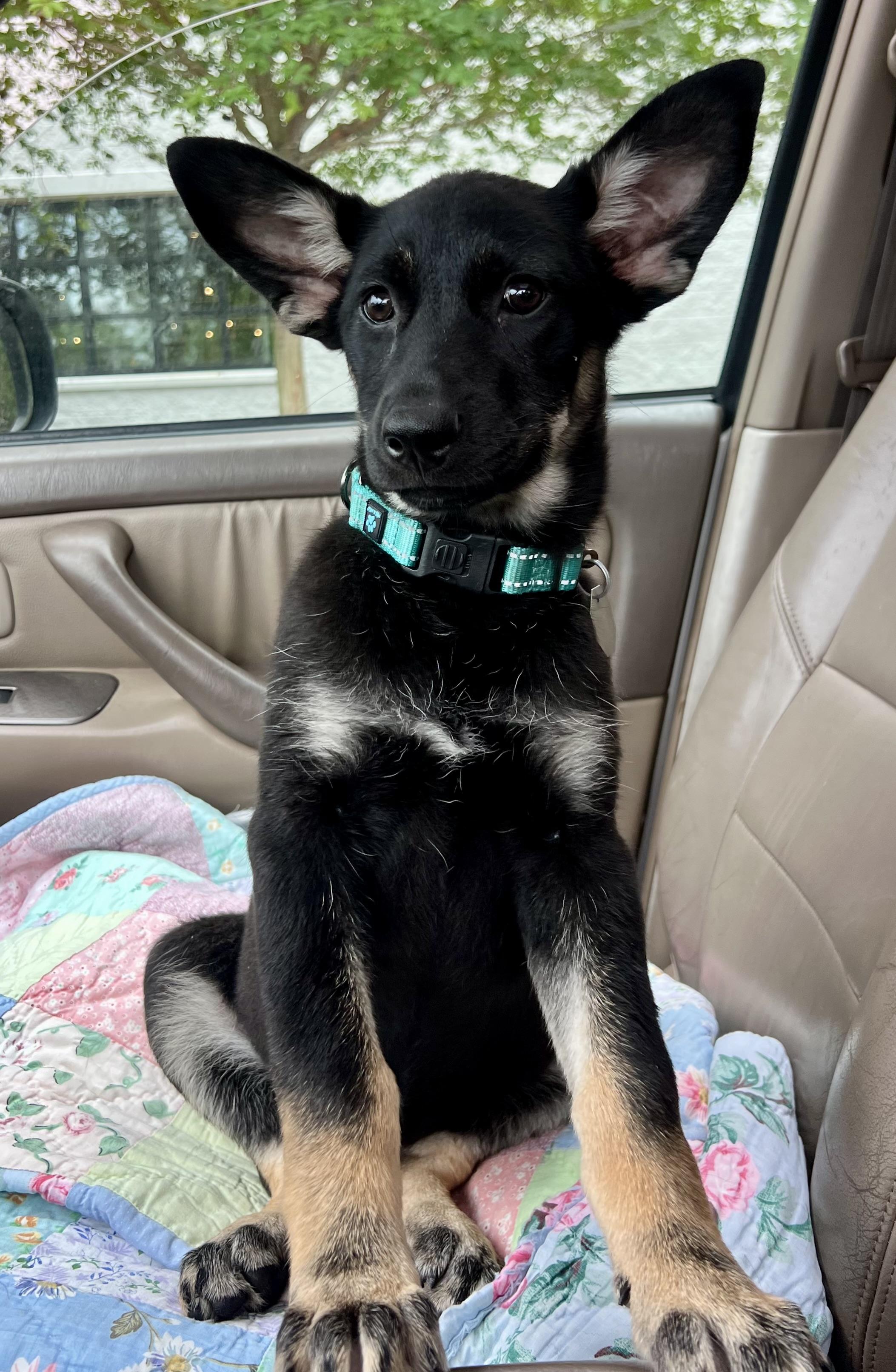 Alexis, a ADOPTABLE mixed breed in Mt Pleasant, SC image 3/6