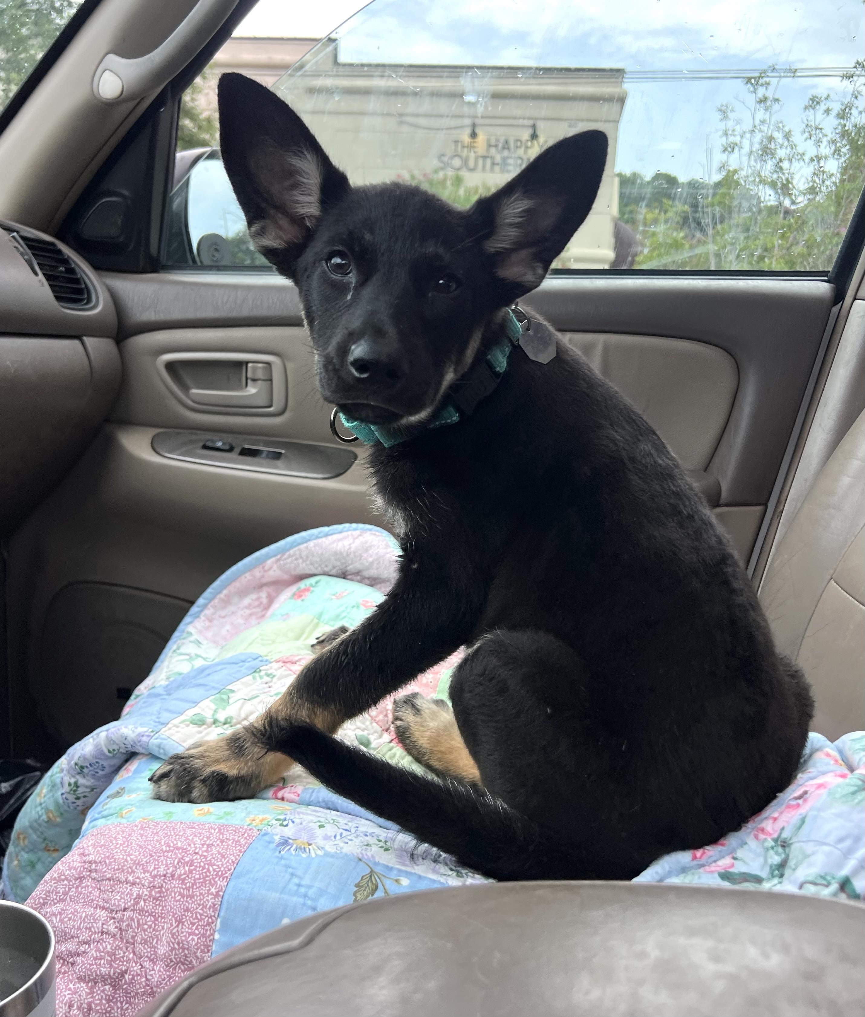 Alexis, a ADOPTABLE mixed breed in Mt Pleasant, SC image 2/6