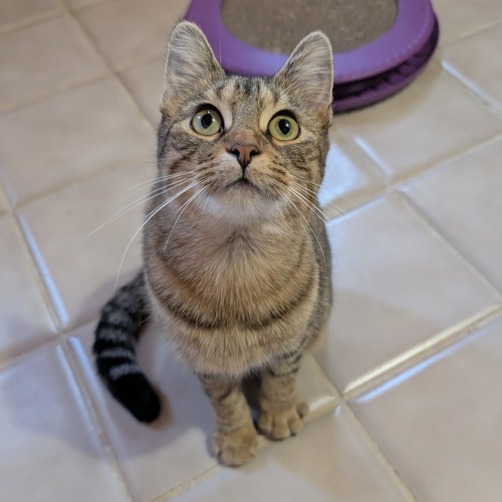 Taylor, adopted, Young Female Domestic Short Hair.