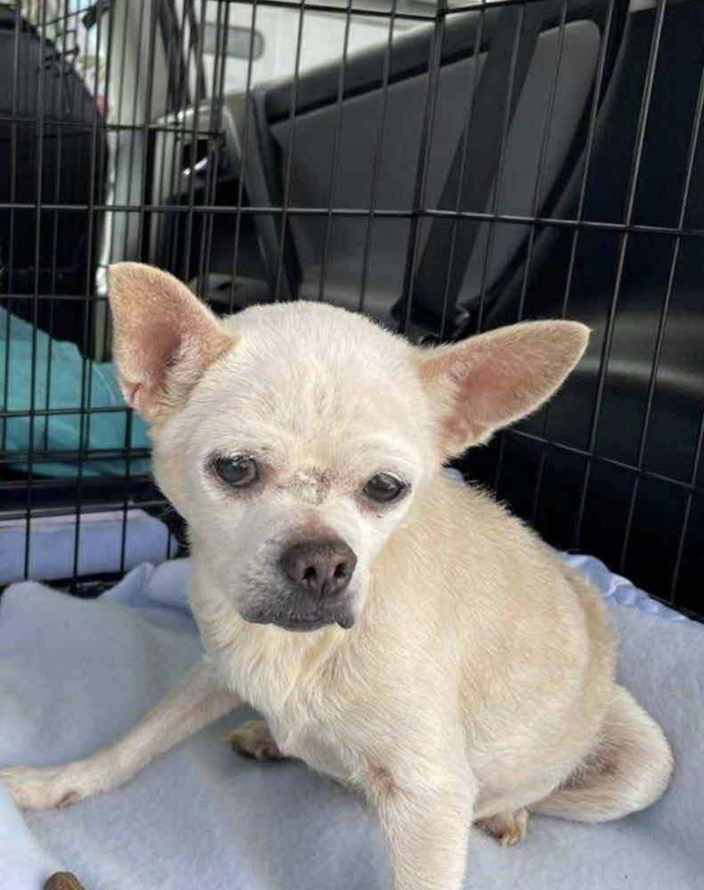 Enlarge Bonnie, a Adopted Chihuahua in Warrenton, MO image 1/1