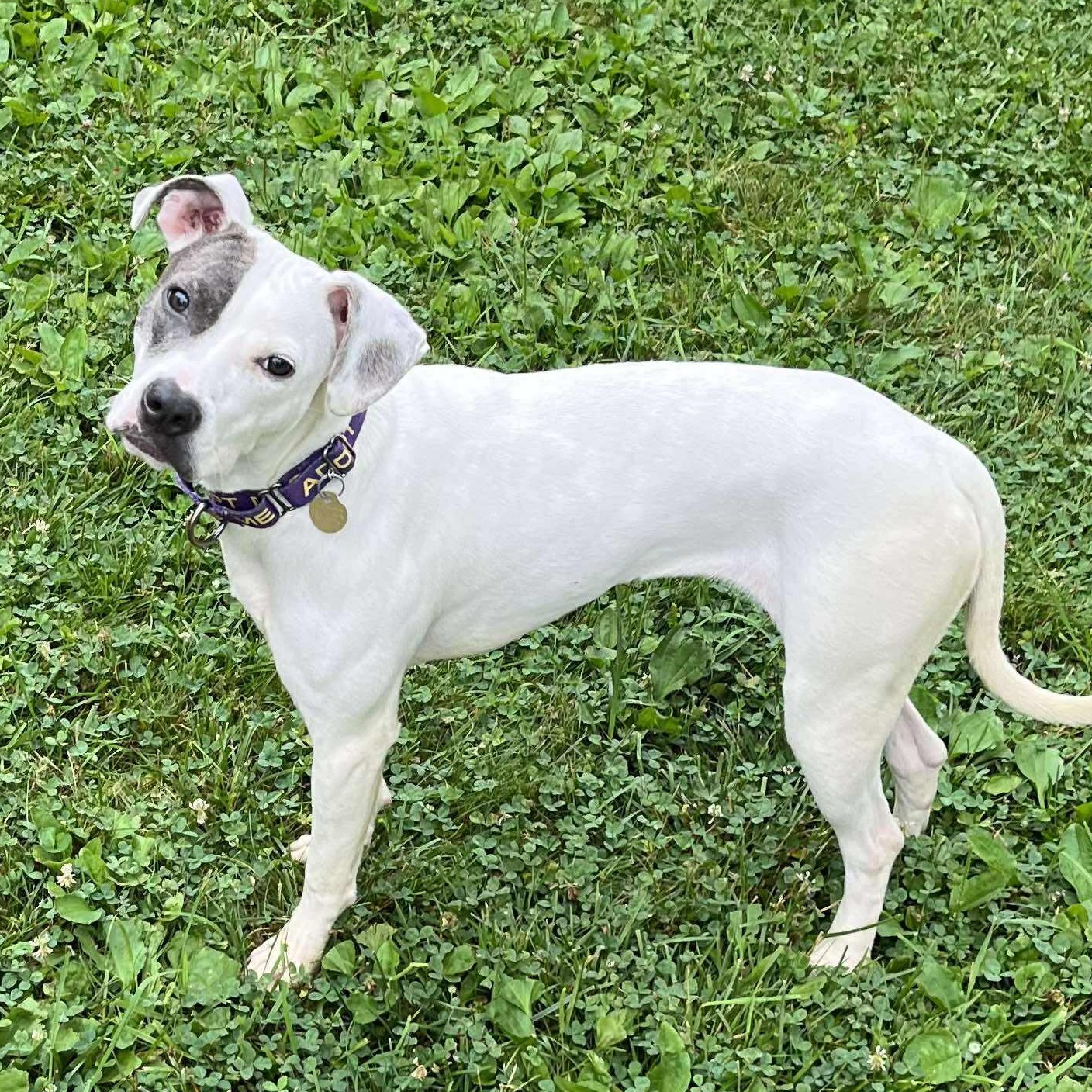 Enlarge Nina, a Adoptable mixed breed in Potomac, MD image 3/6