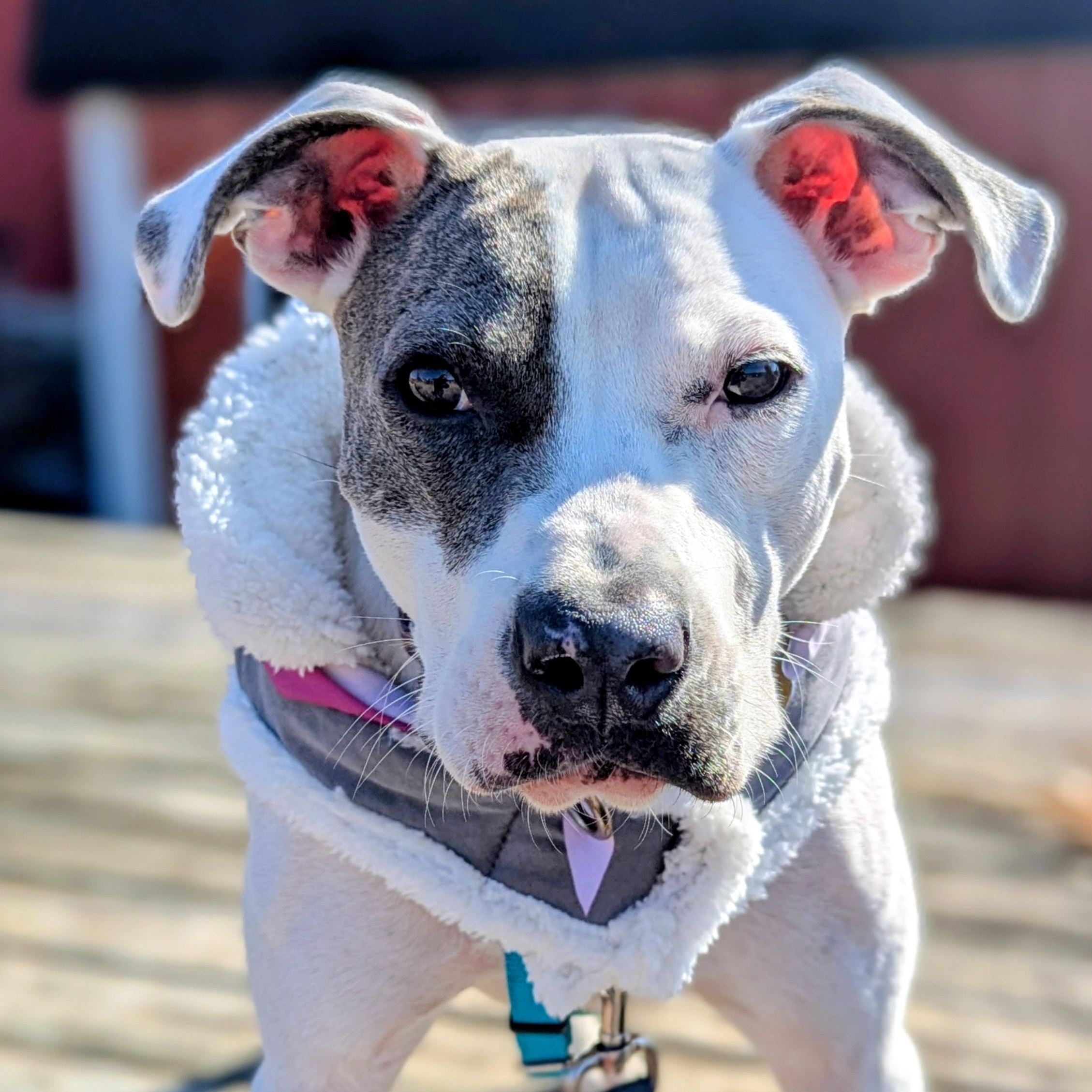 Enlarge Nina, a Adoptable mixed breed in Potomac, MD image 2/6