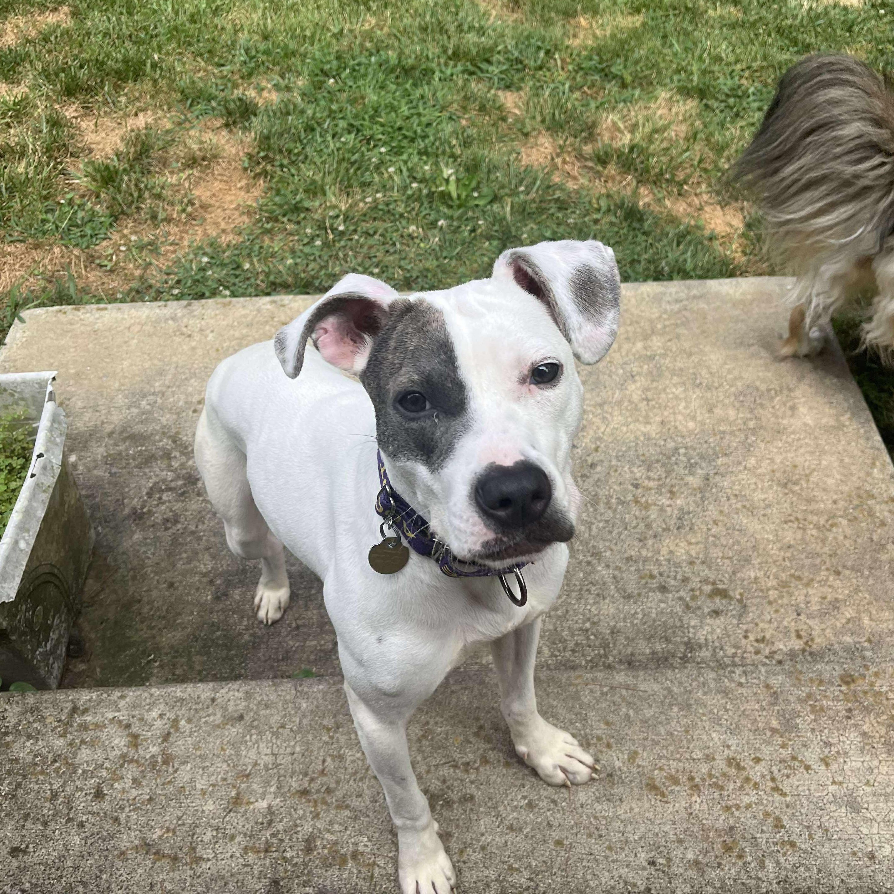 Enlarge Nina, a Adoptable mixed breed in Potomac, MD image 4/6