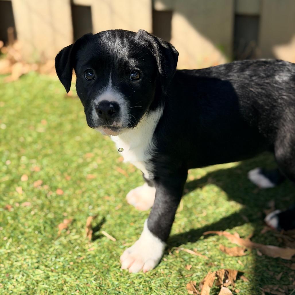 Enlarge Lavender (in PA), a Adoptable mixed breed in Shoemakersville, PA image 2/6