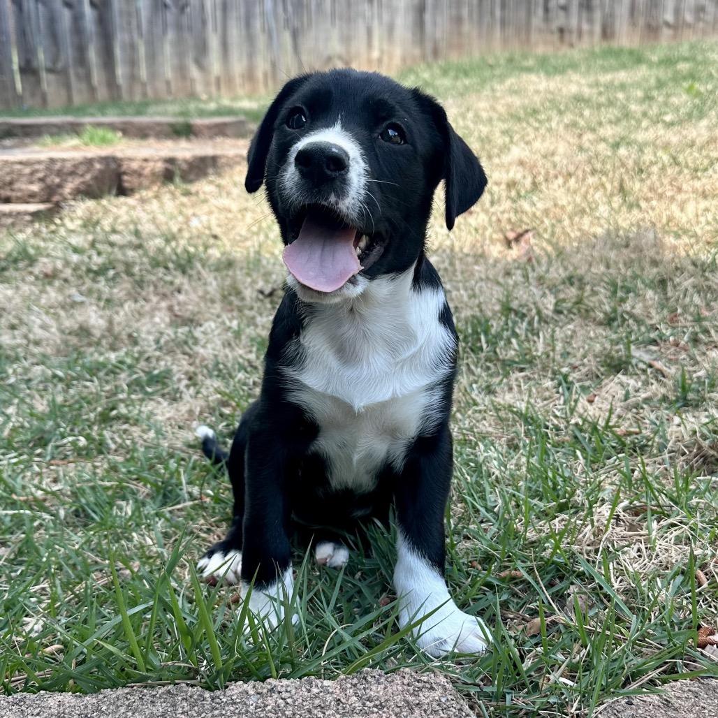 Enlarge Lavender (in PA), a Adoptable mixed breed in Shoemakersville, PA image 1/6