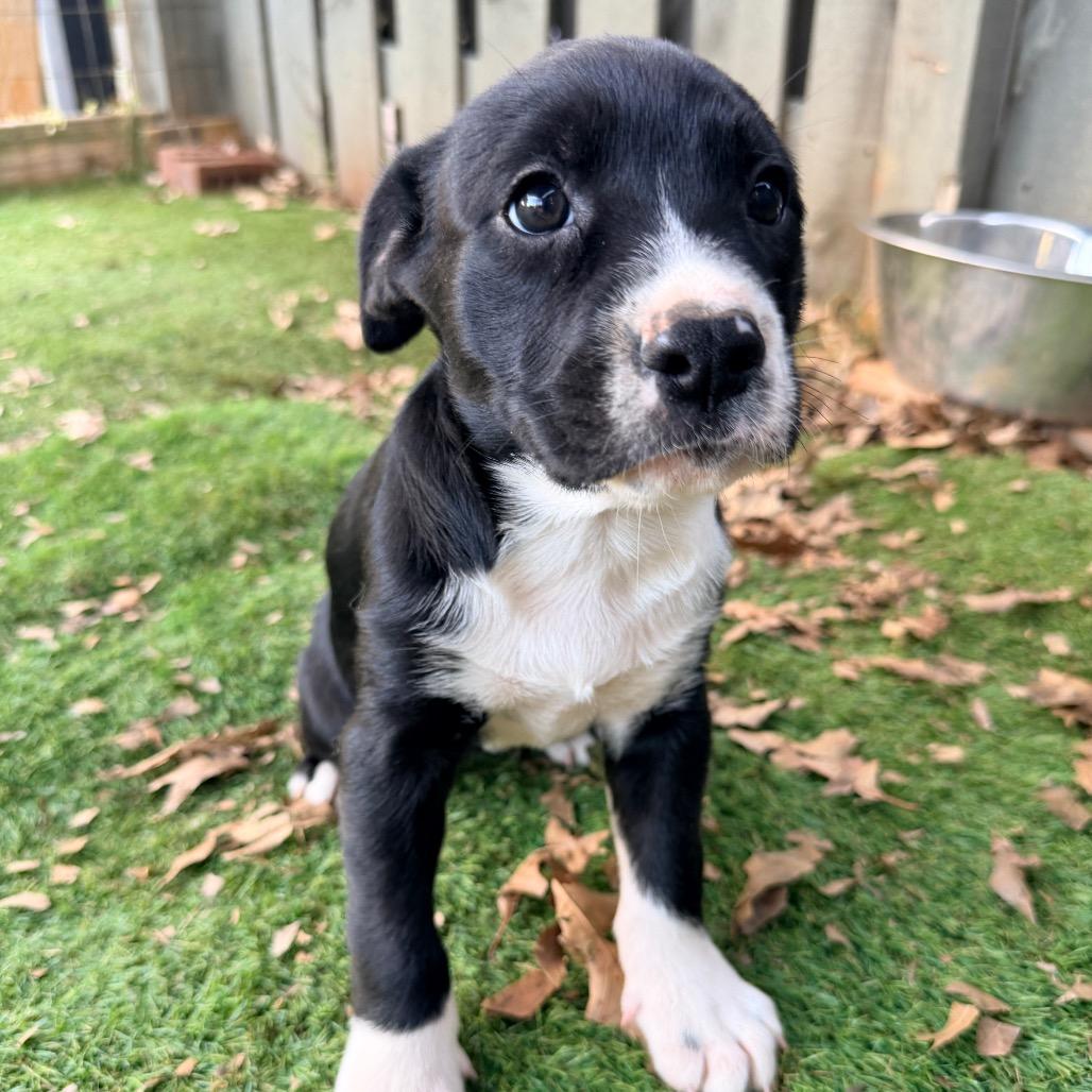 Enlarge Lavender (in PA), a Adoptable mixed breed in Shoemakersville, PA image 3/6