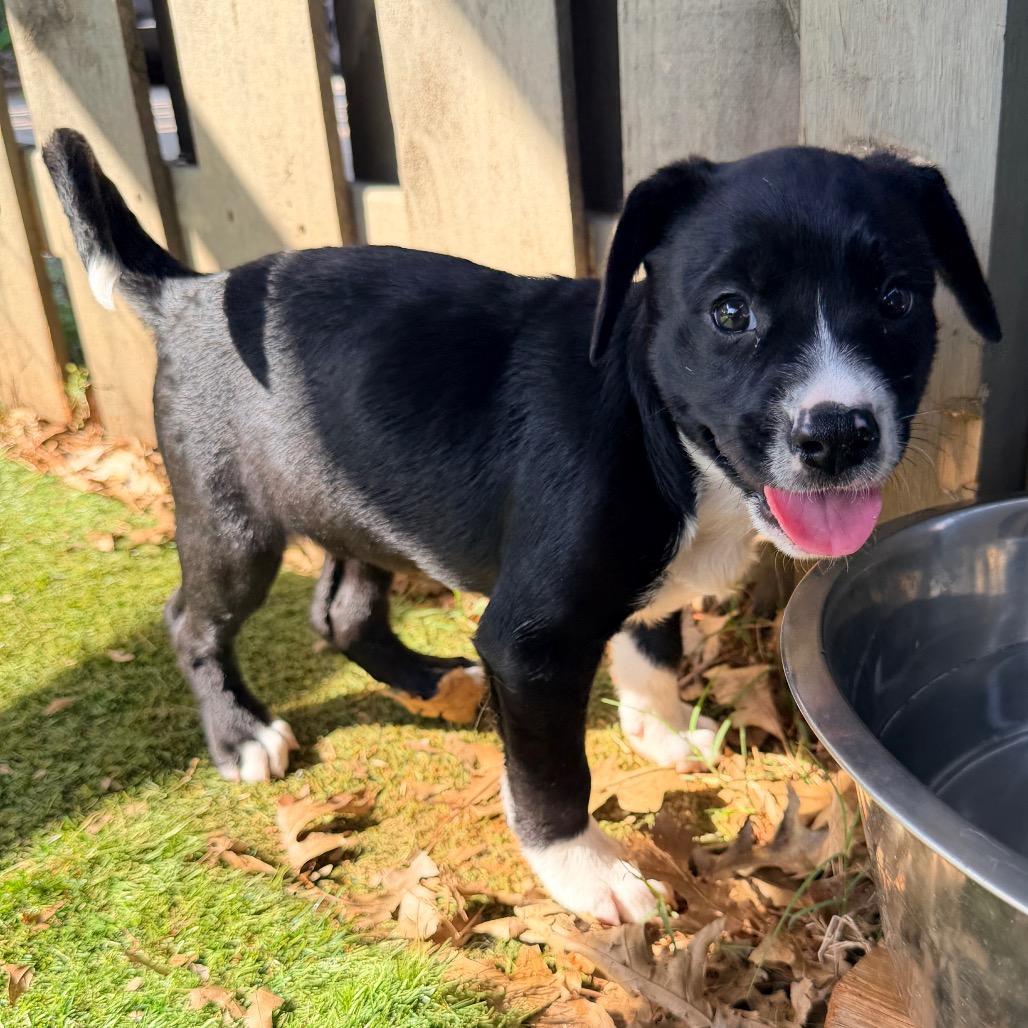 Enlarge Lavender (in PA), a Adoptable mixed breed in Shoemakersville, PA image 4/6