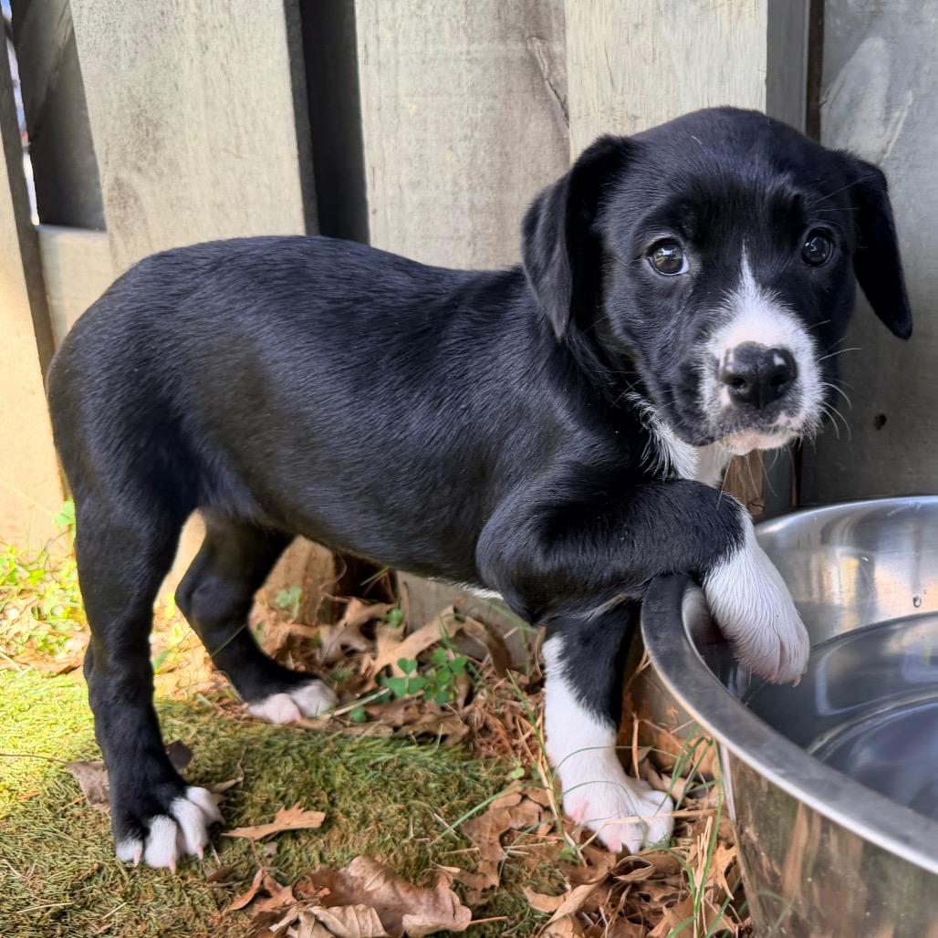 Enlarge Lavender (in PA), a Adoptable mixed breed in Shoemakersville, PA image 5/6