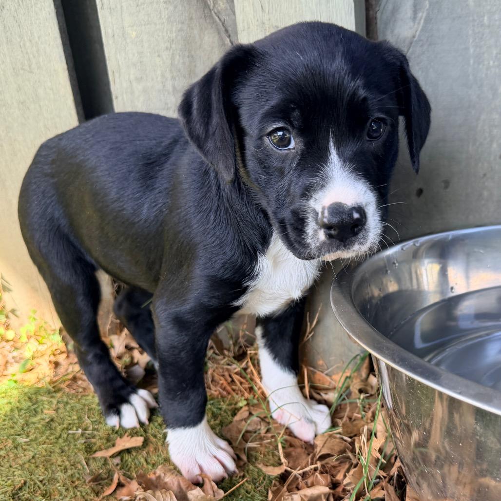 Enlarge Lavender (in PA), a Adoptable mixed breed in Shoemakersville, PA image 6/6