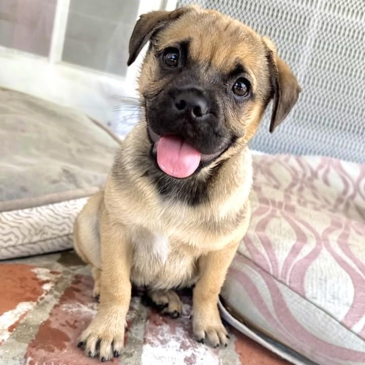 Belmont, ADOPTABLE, Puppy Male Pug & Border Terrier.