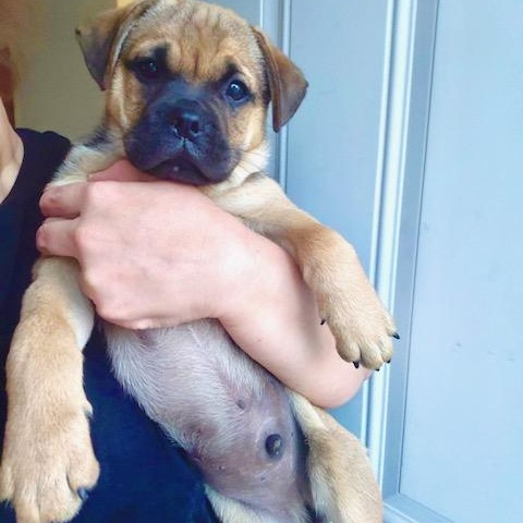 Enlarge Belmont, a ADOPTABLE mixed breed in Sun Valley, CA image 2/4