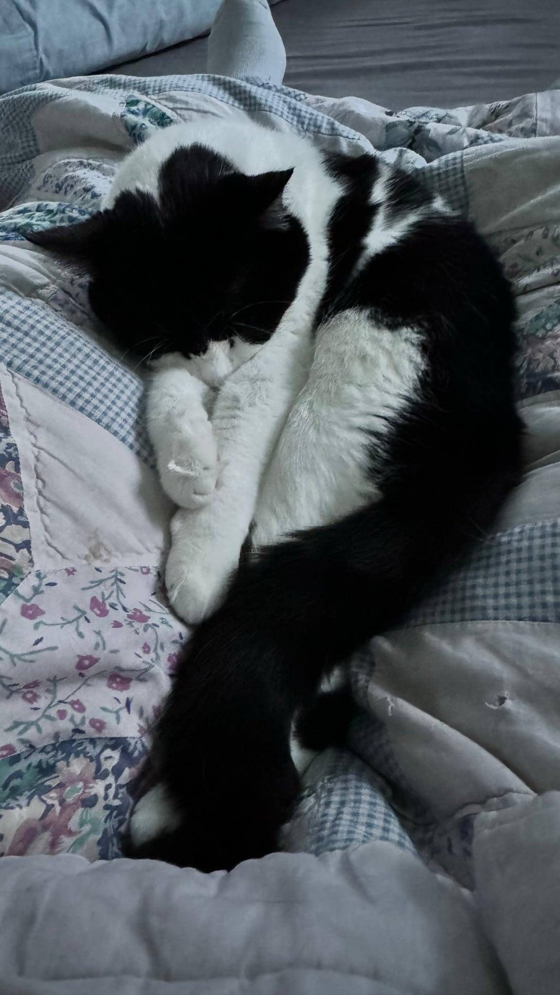 Rigatoni & Bucatini- BONDED PAIR, Adoptable, Adult Female Domestic Short Hair.