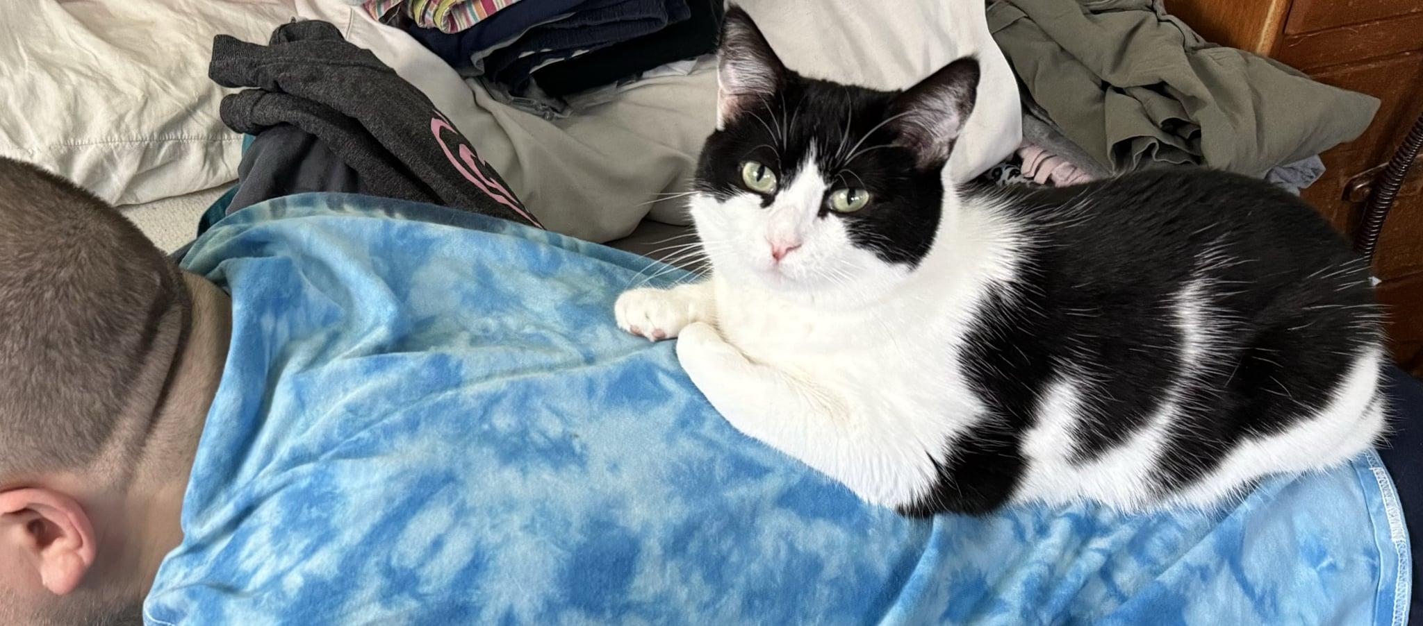 Rigatoni & Bucatini- BONDED PAIR, a Adoptable Domestic Short Hair in Woodstock, CT image 2/6