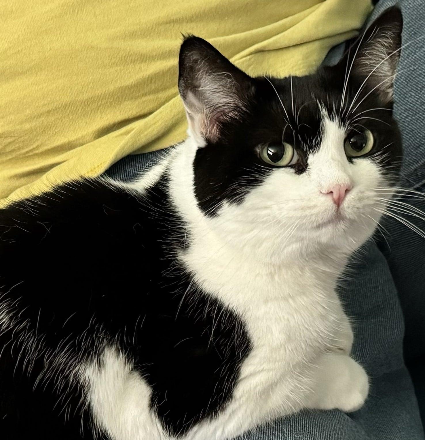 Rigatoni & Bucatini- BONDED PAIR, a Adoptable Domestic Short Hair in Woodstock, CT image 3/6