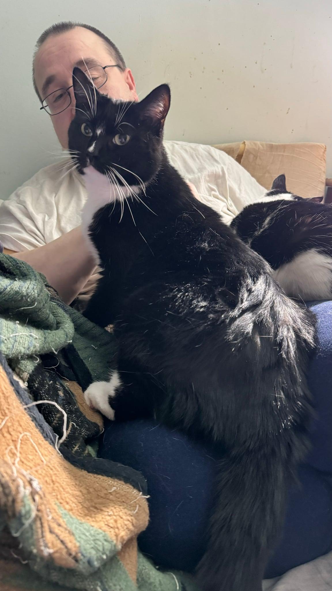 Rigatoni & Bucatini- BONDED PAIR, a Adoptable Domestic Short Hair in Woodstock, CT image 4/6