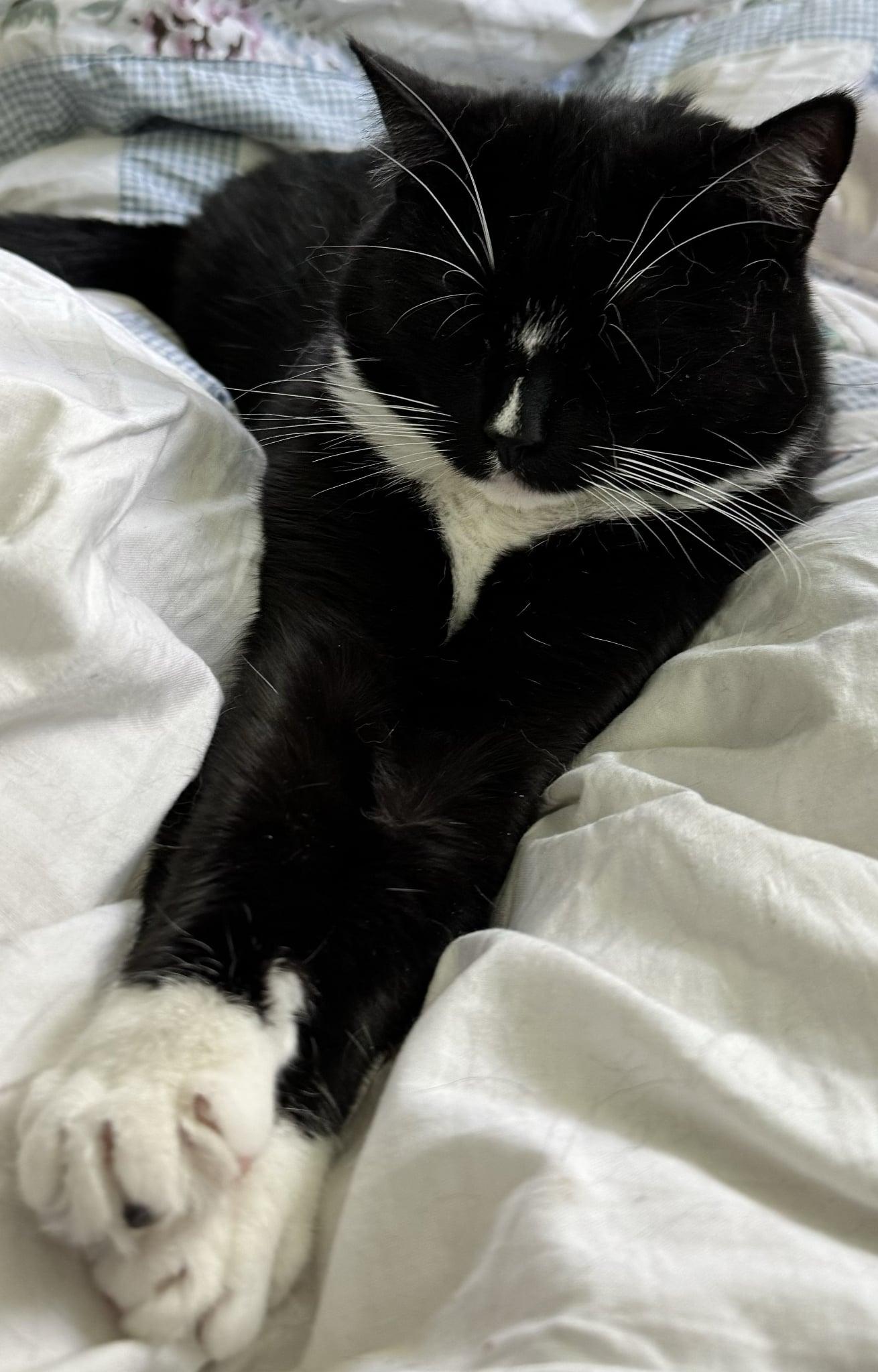 Rigatoni & Bucatini- BONDED PAIR, a Adoptable Domestic Short Hair in Woodstock, CT image 5/6