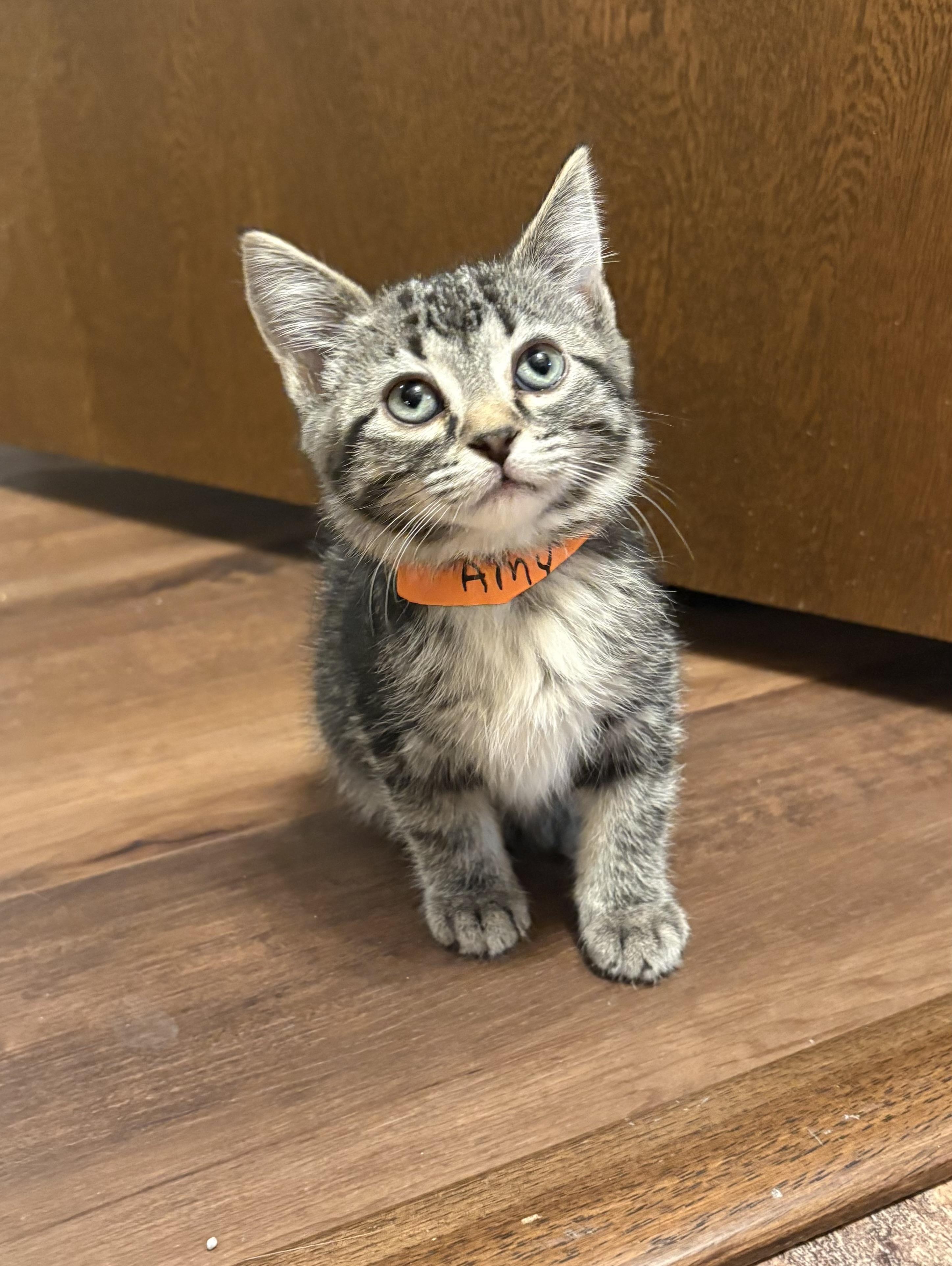 Amy, adopted, Young Female Domestic Short Hair.