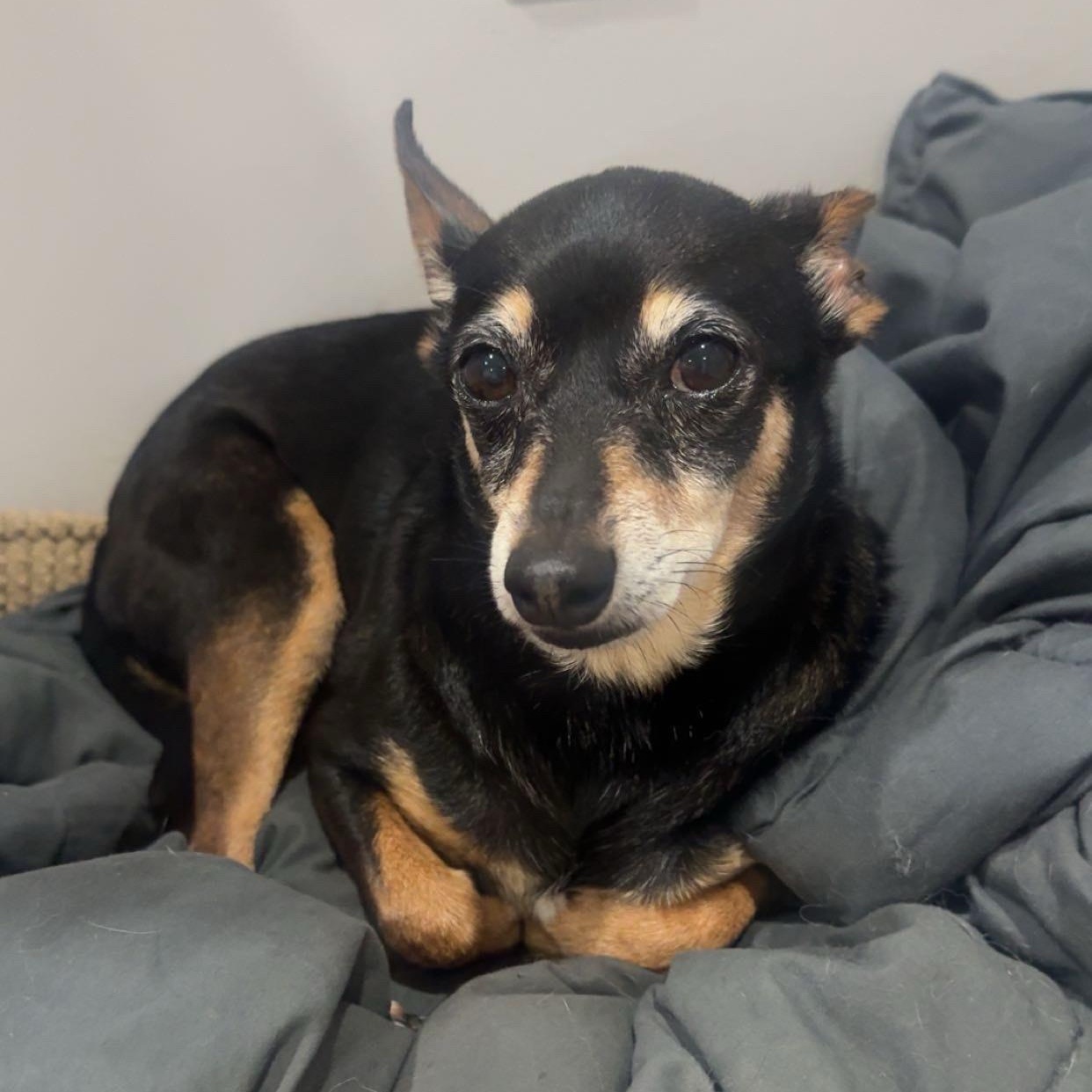 Enlarge Max, a Adopted mixed breed in grant, AL image 3/4