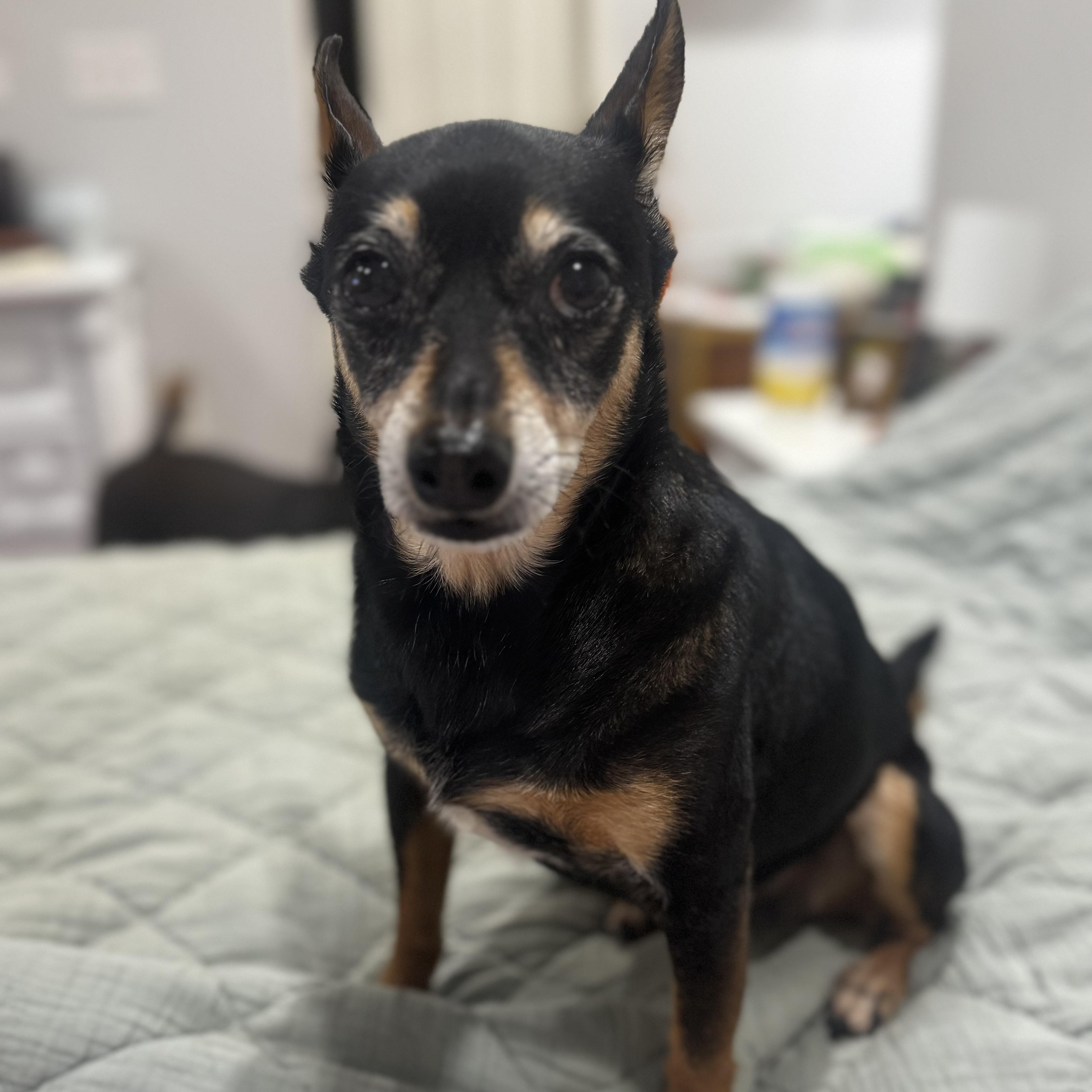 Enlarge Max, a Adopted mixed breed in grant, AL image 1/4