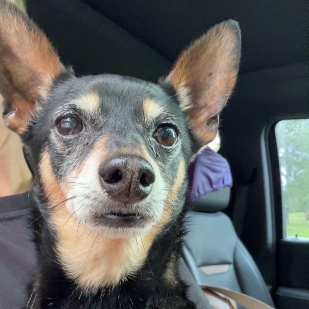 Enlarge Max, a Adopted mixed breed in grant, AL image 2/4