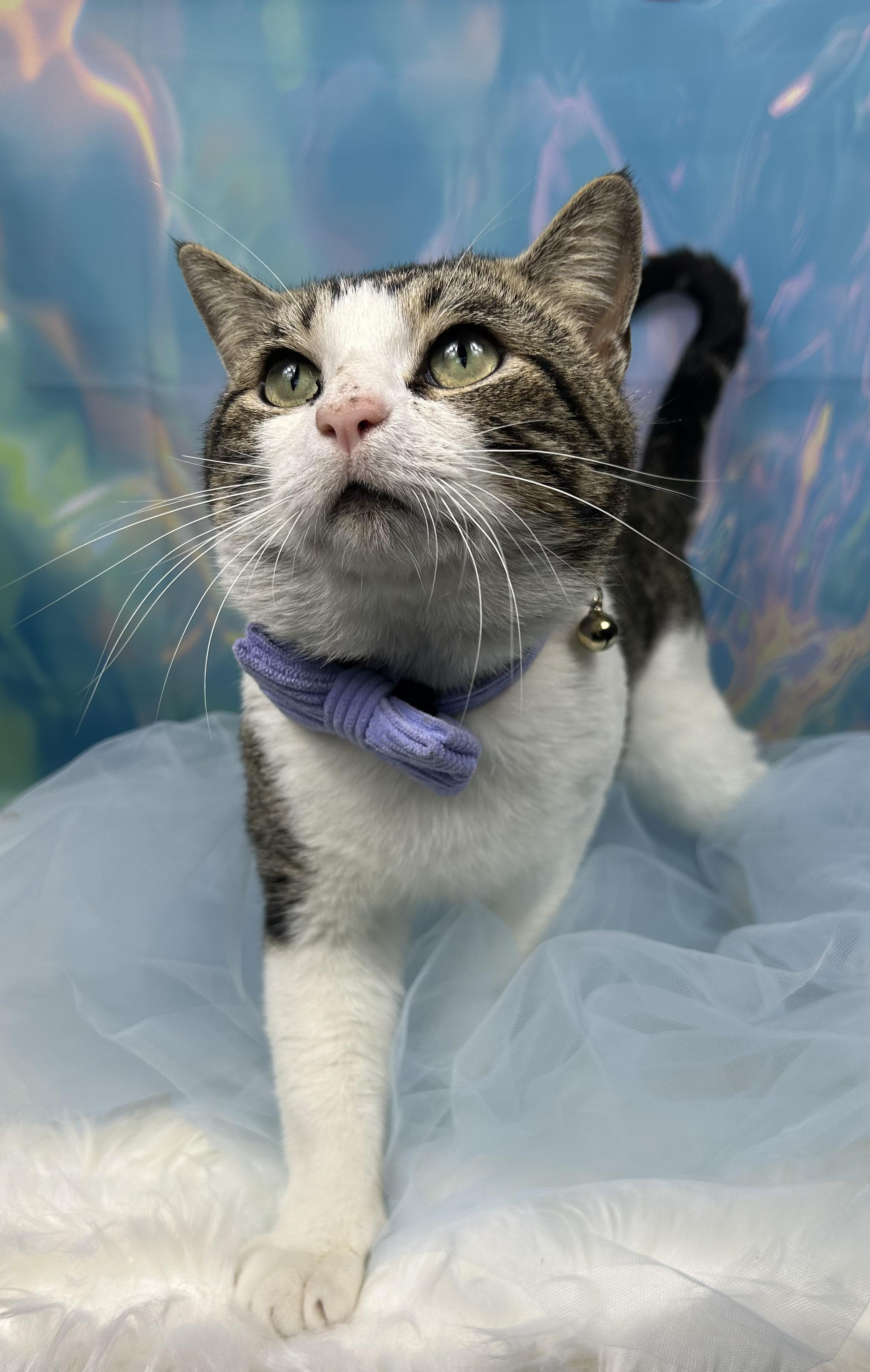 Enlarge Cottonball, an adopted Domestic Short Hair in Webster, TX image 1/3