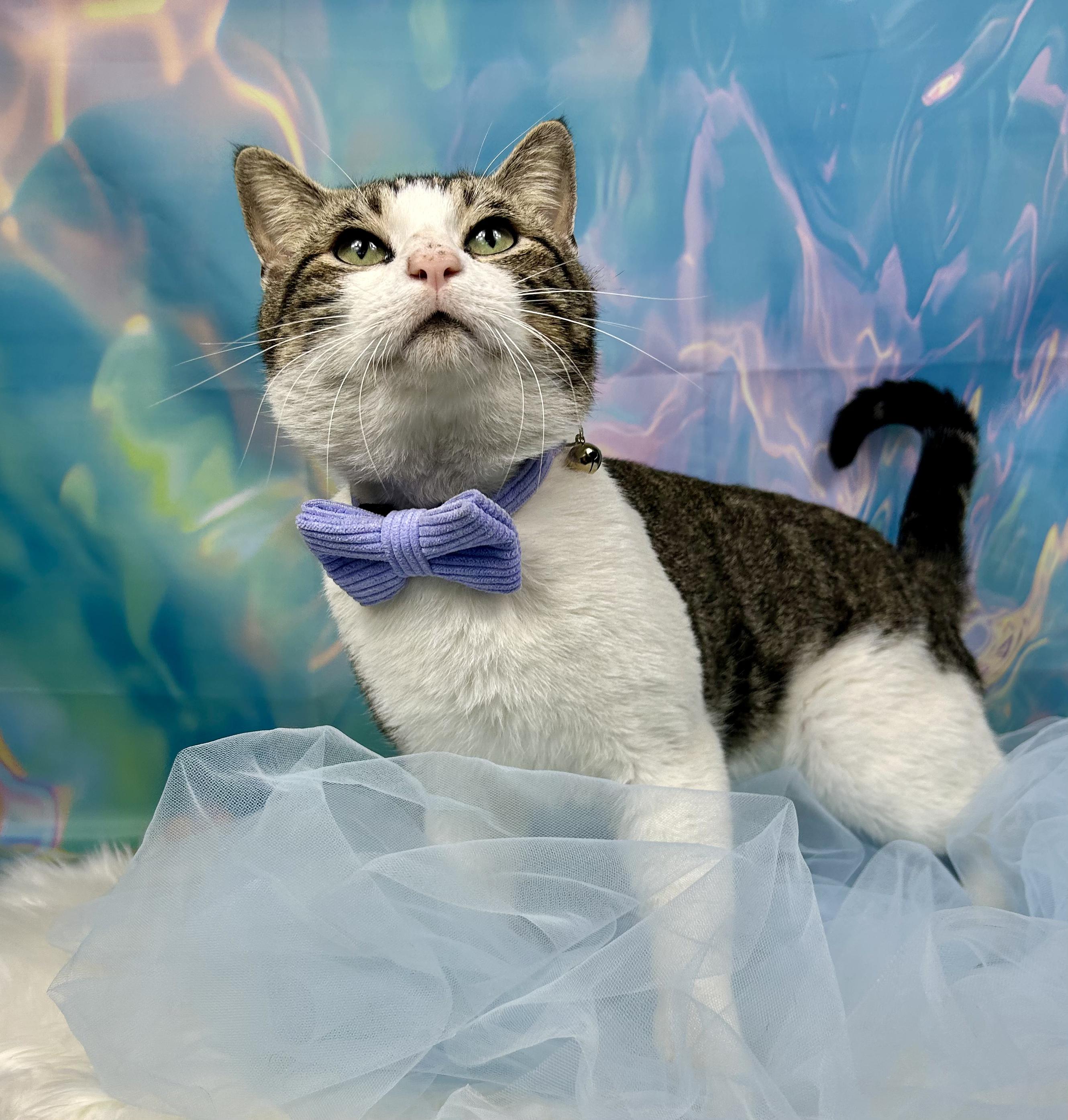 Enlarge Cottonball, an adopted Domestic Short Hair in Webster, TX image 2/3