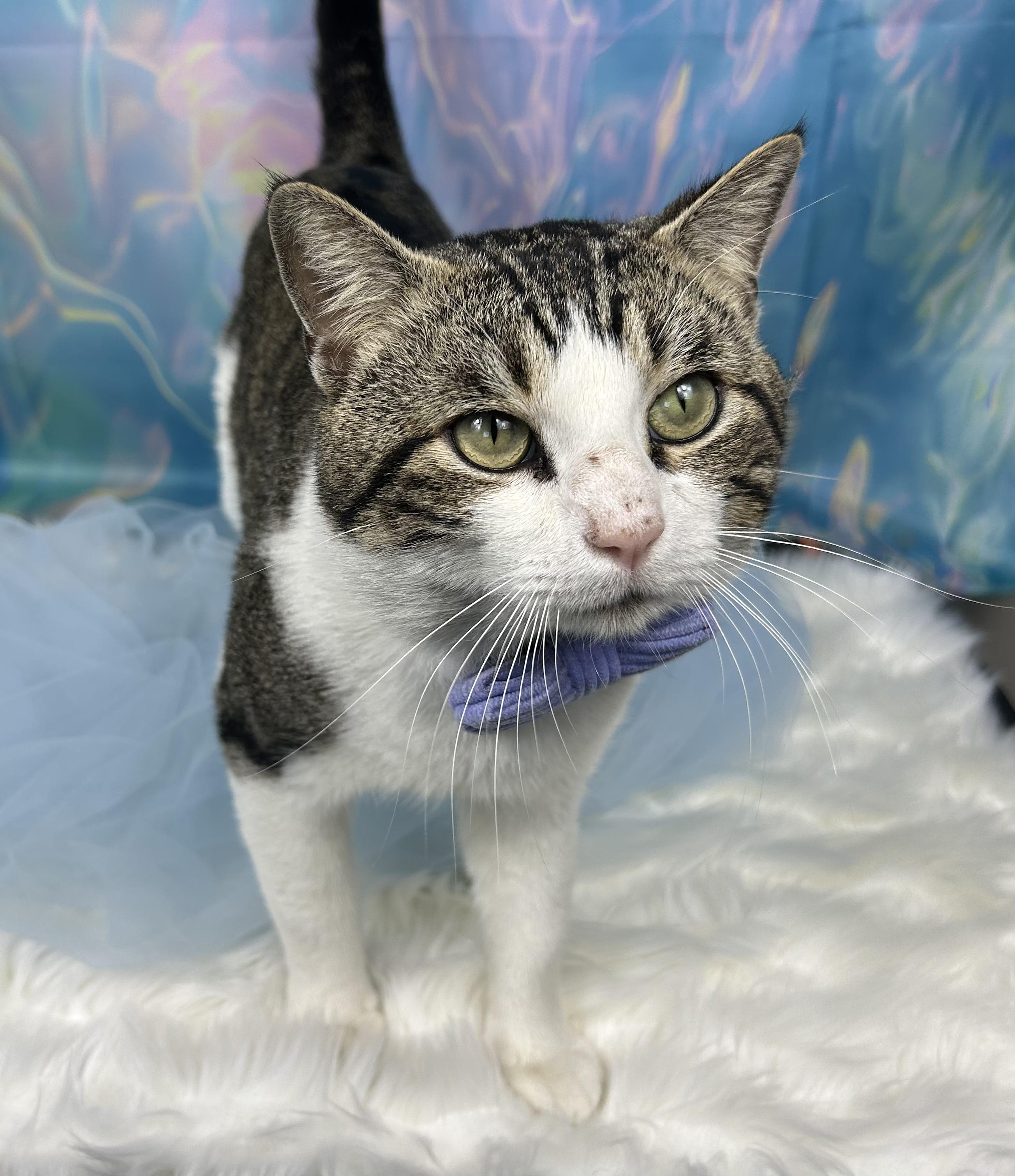 Enlarge Cottonball, an adopted Domestic Short Hair in Webster, TX image 3/3