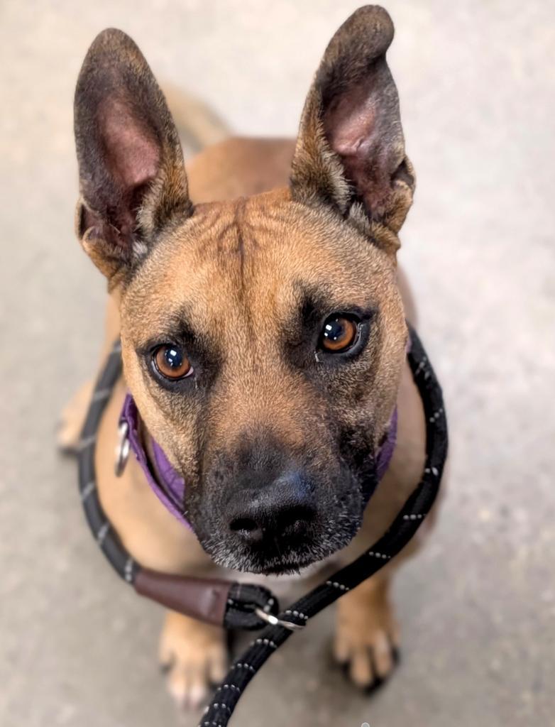 Scar, Adoptable, Adult Male Pit Bull Terrier & Mixed Breed.