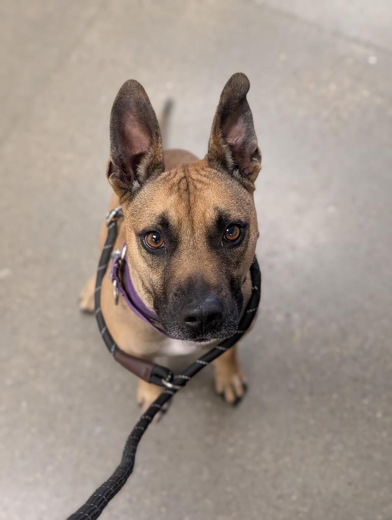 Enlarge Scar, a Adoptable mixed breed in Greenfield, IN image 2/4