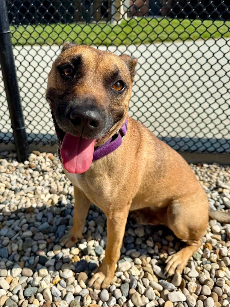 Enlarge Scar, a Adoptable mixed breed in Greenfield, IN image 3/4