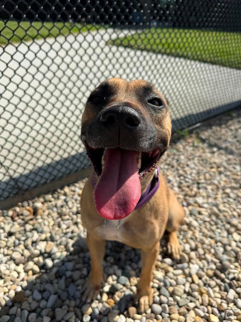 Enlarge Scar, a Adoptable mixed breed in Greenfield, IN image 4/4