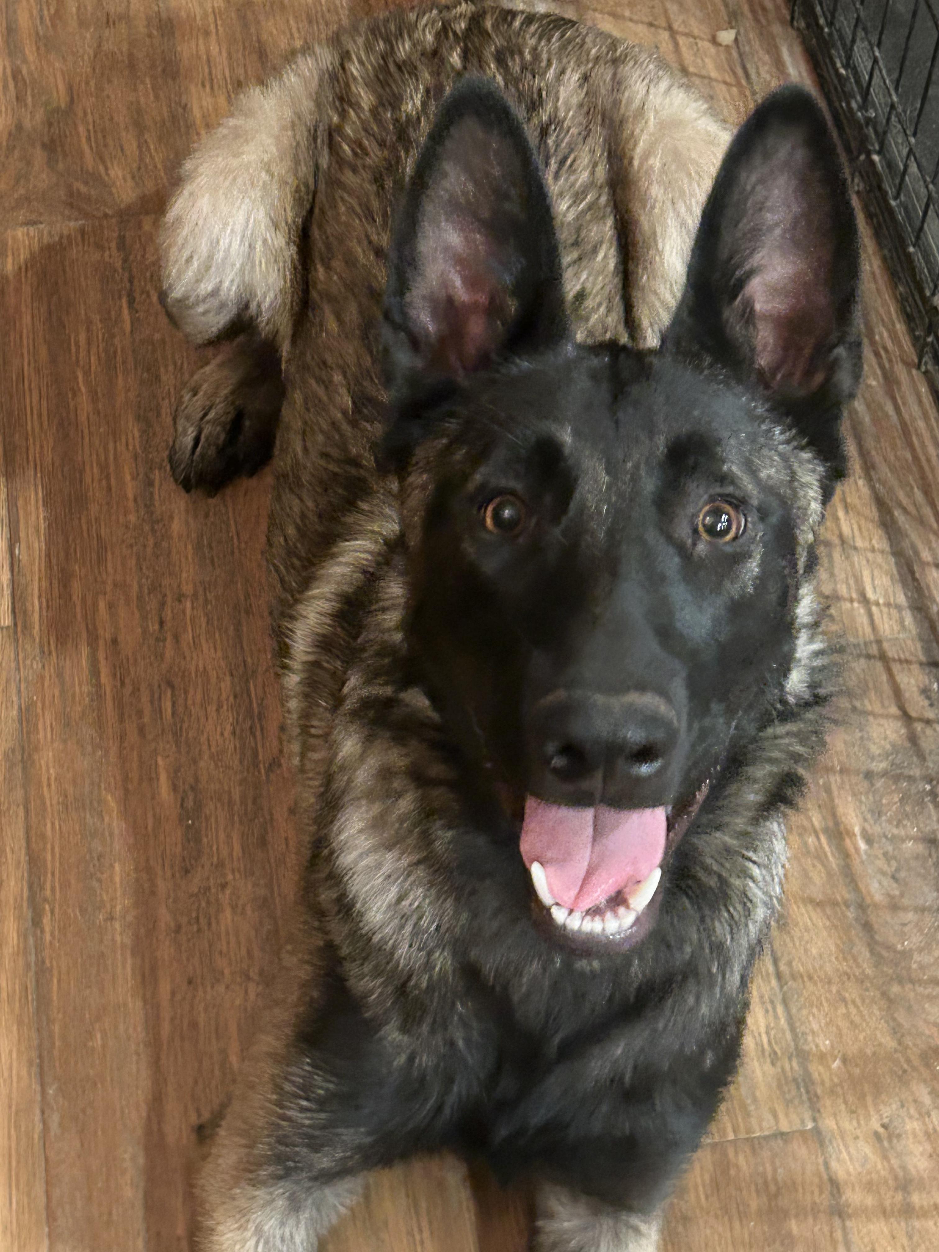 Skye, Adoptable, Young Male Belgian Shepherd / Malinois.