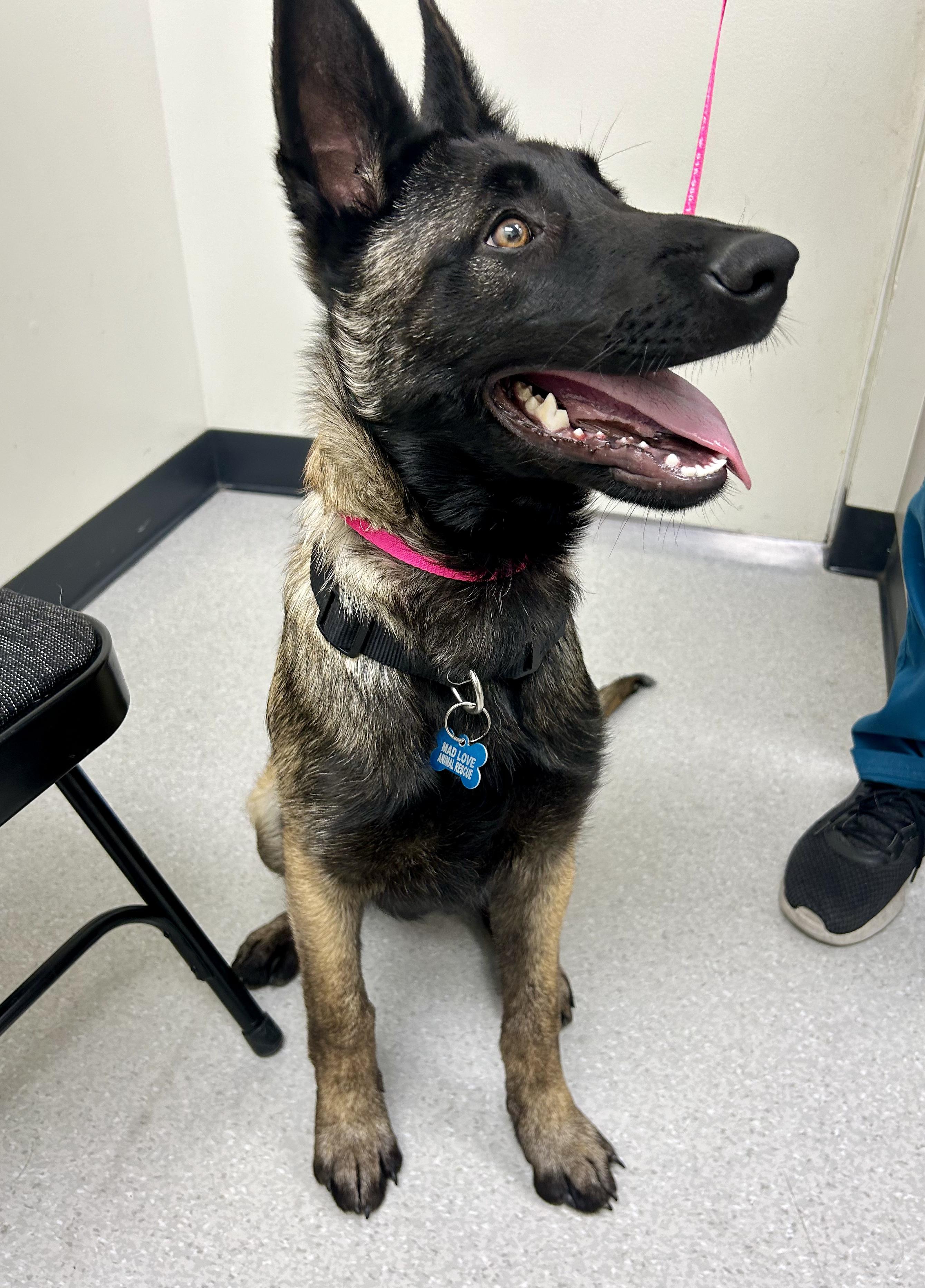 Enlarge Skye, a Adoptable Belgian Shepherd / Malinois image 5/6