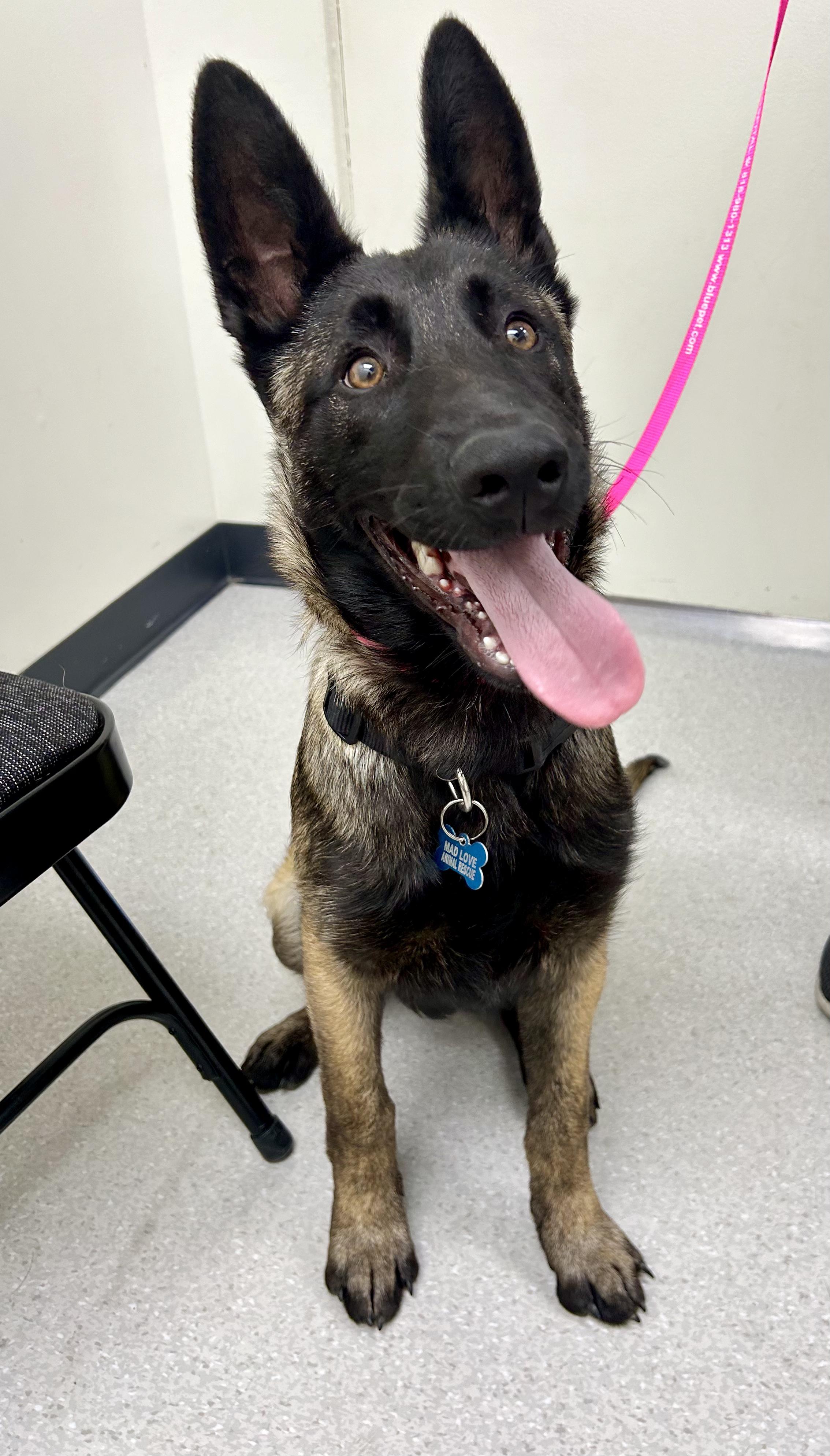 Enlarge Skye, a Adoptable Belgian Shepherd / Malinois image 4/6